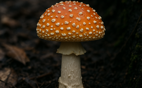 Mushroom Behind ‘Tiny Human’ Visions Lacks Genes For Known Psychedelics, Study Finds