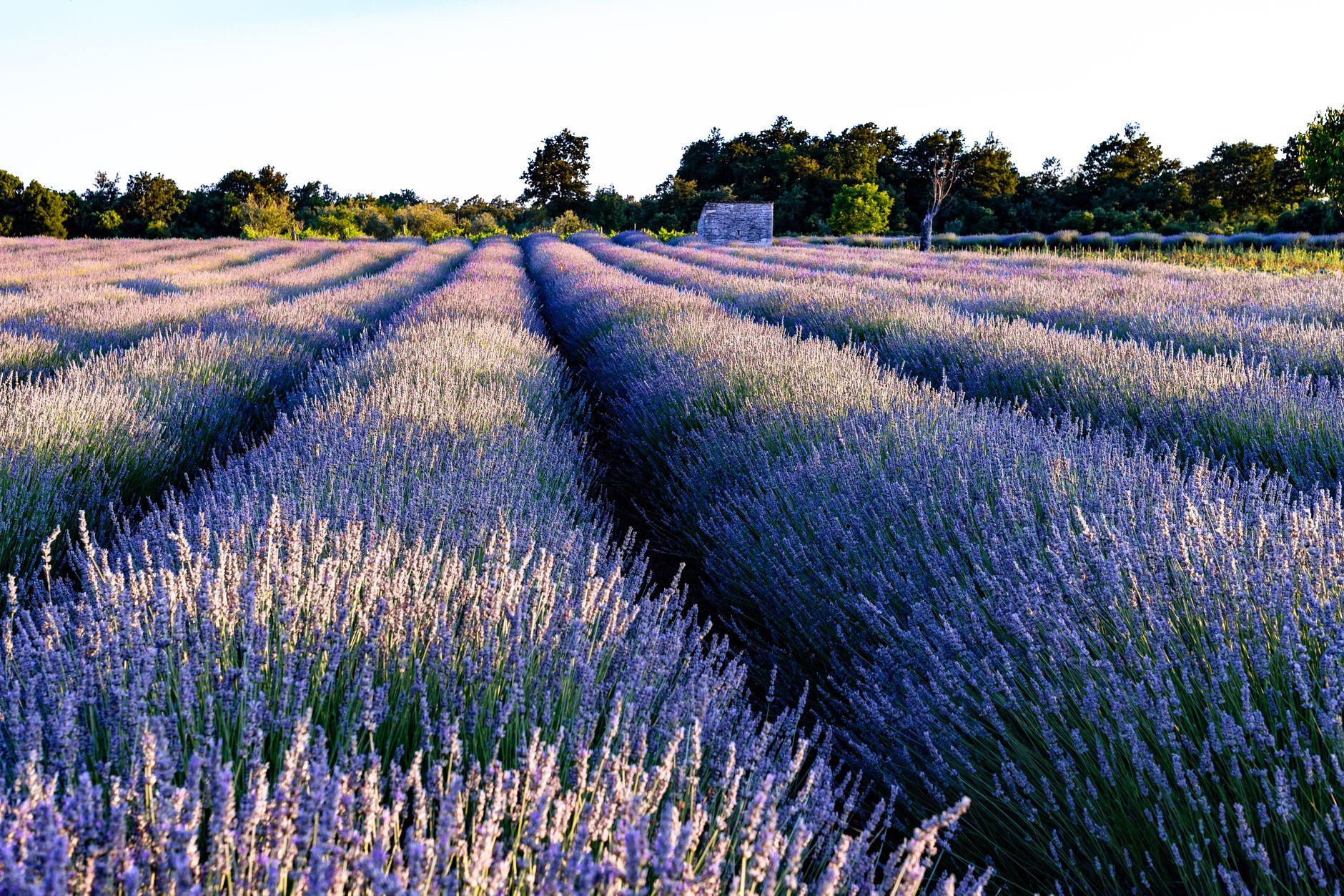 wide aerial view of rolling lavender fields in full bloom across a hillside landscape, rows of purple stretching toward a distant farmhouse