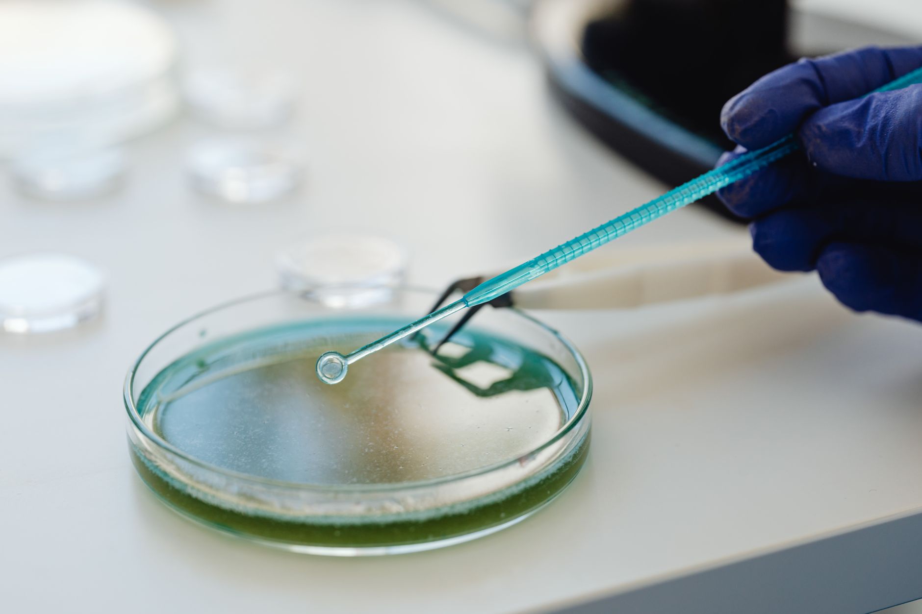 close-up of laboratory petri dishes and small culture flasks arranged on a white bench in a clean biotech research lab, natural light from a side window