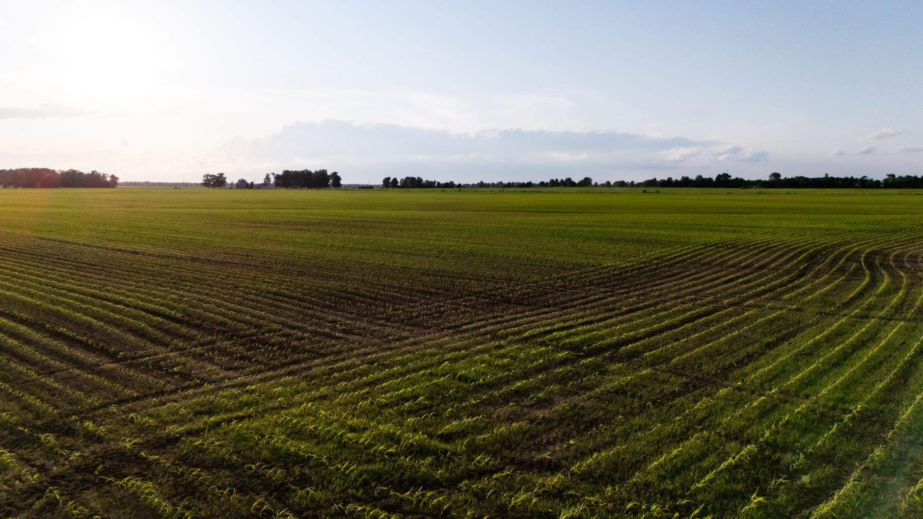 wide aerial view of agricultural fields stretching to the horizon with rows of crops under a clear sky, no structures or people visible