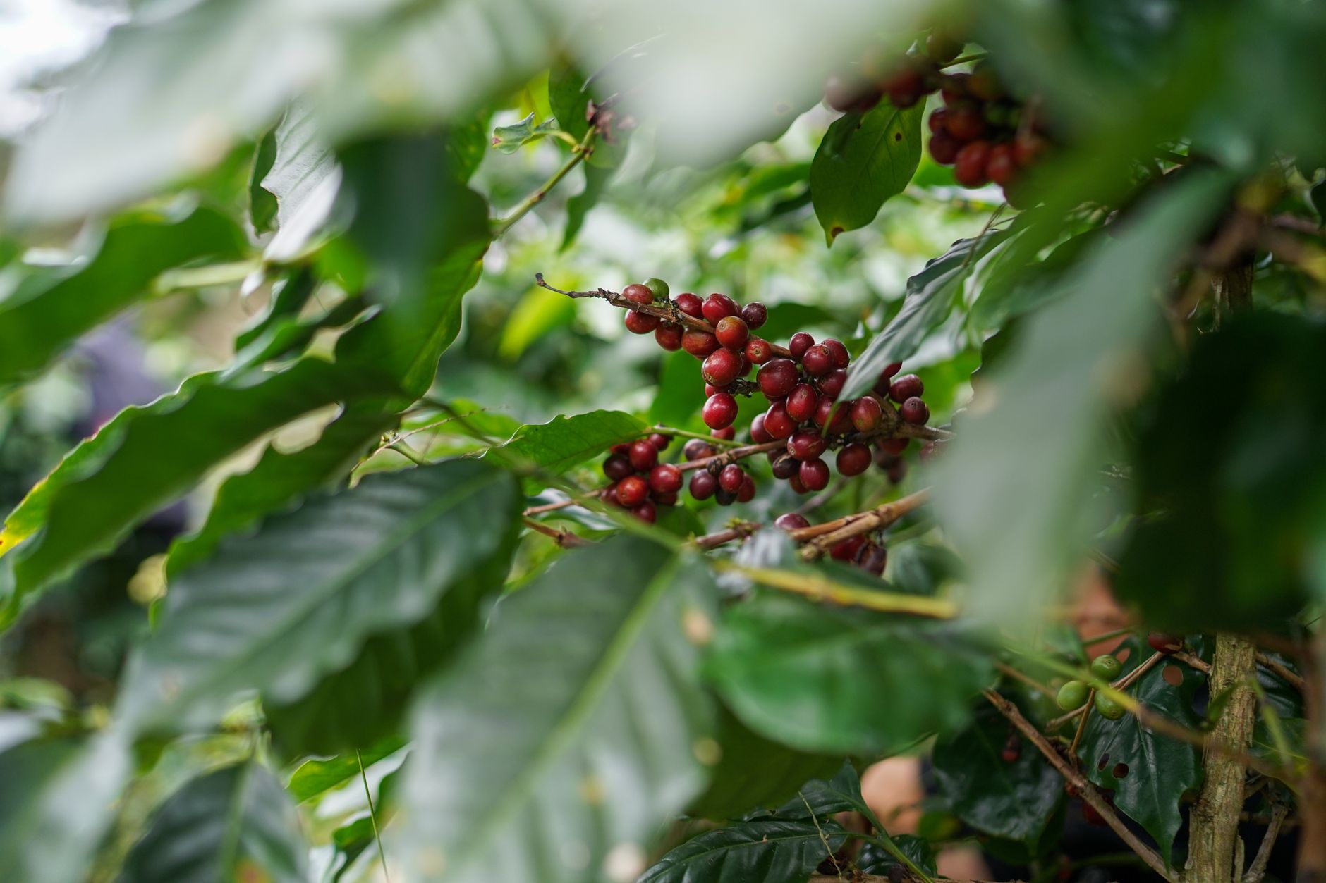close-up of ripe red arabica coffee cherries on a branch at a Colombian highland plantation, morning mist visible in the background