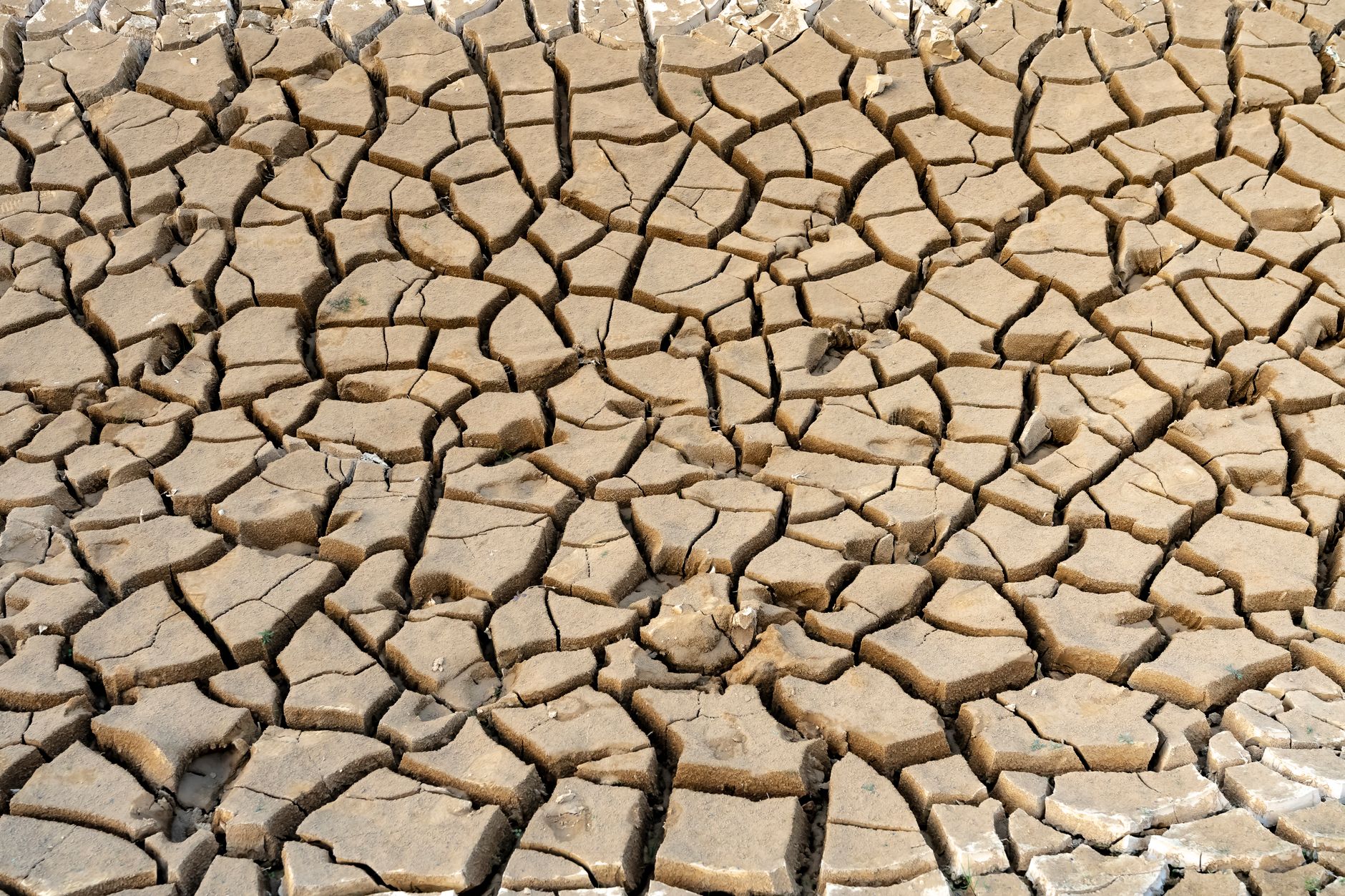 rows of withered olive trees in a sun-scorched southern European field, soil visibly cracked and pale under intense summer light