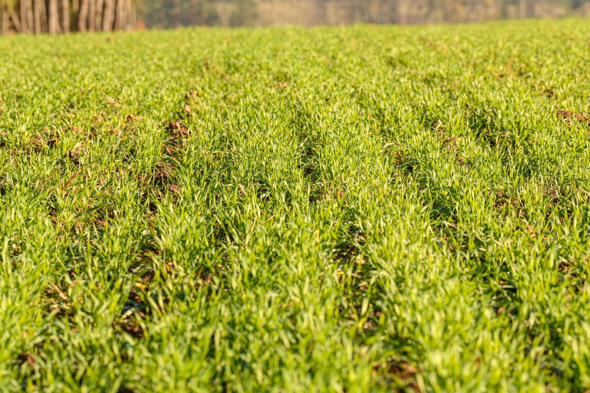 close-up of iron phosphate bait pellets scattered across dark, moist agricultural soil between rows of young cereal crops