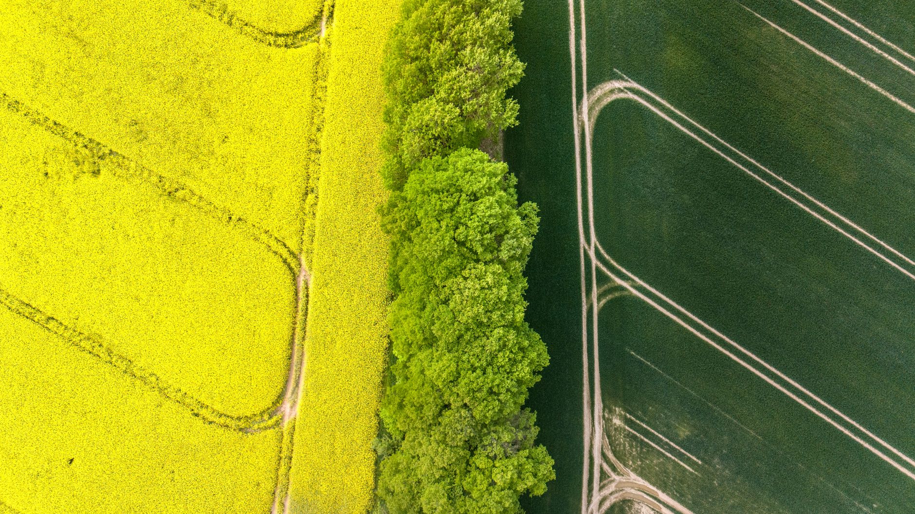 aerial view of a wide expanse of green oilseed rape fields in early autumn, bordered by hedgerows under overcast European skies