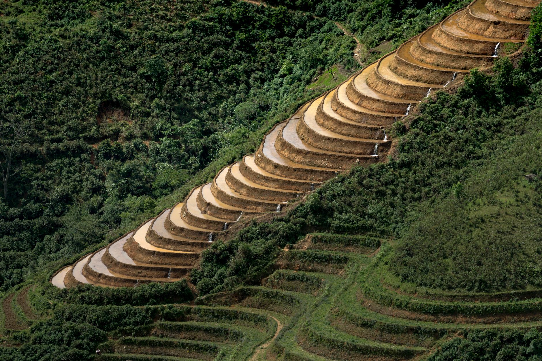 rows of terraced rice paddies on a hillside in rural South Korea, viewed from above at golden hour with irrigation channels visible