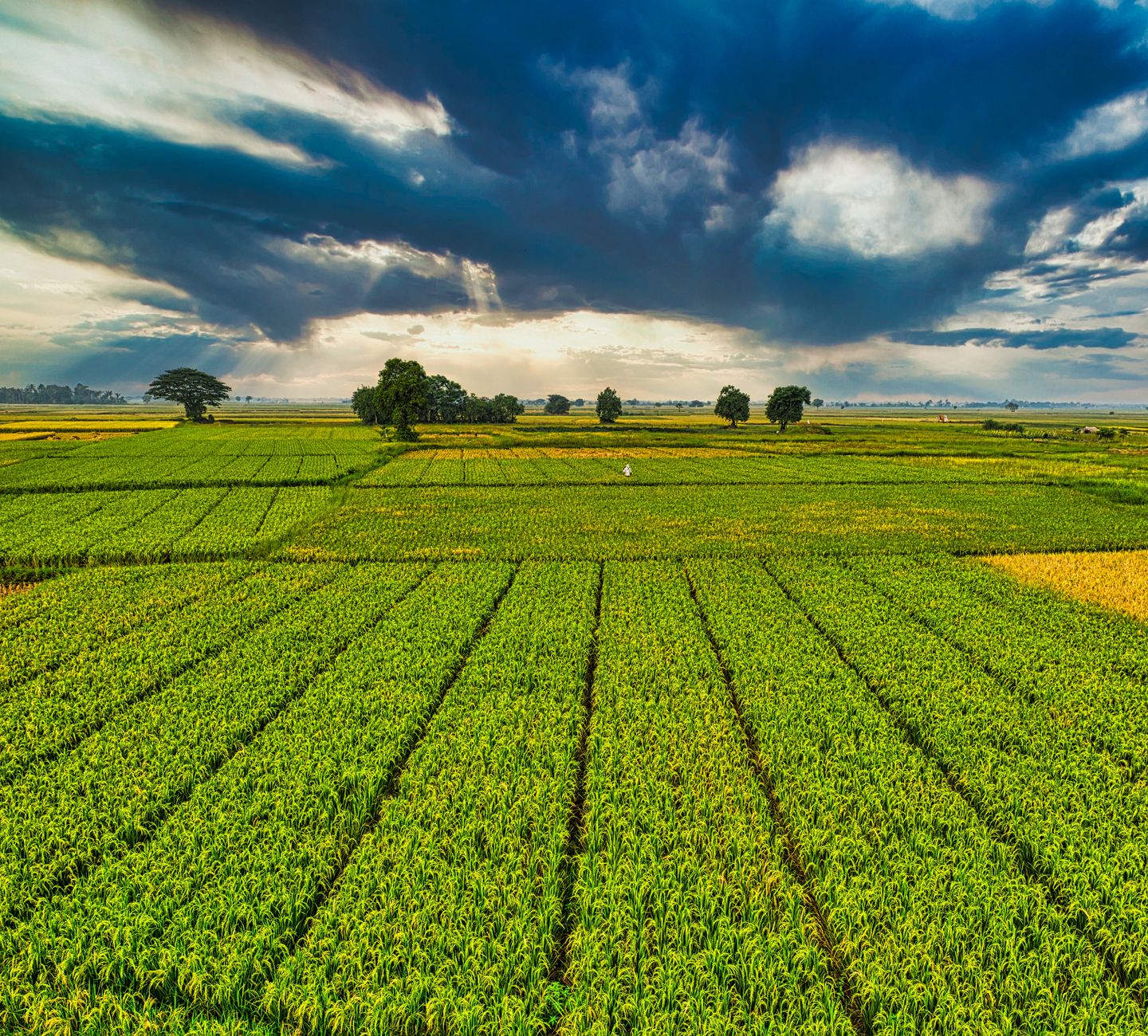 wide shot of a rural Indian agricultural field with crops at various stages of growth under a partially cloudy sky, irrigation channels visible in the foreground