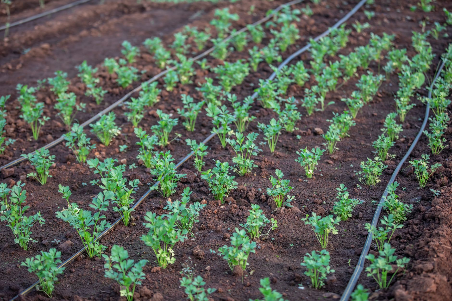 aerial view of Israeli agricultural fields with drip irrigation systems and solar panels installed along the perimeter in a dry landscape